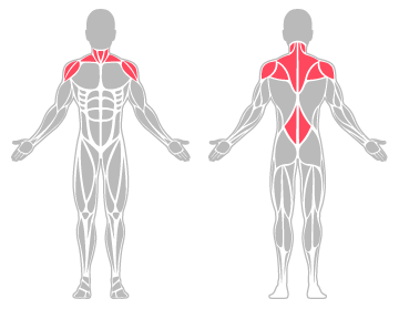 The infographic shows the lower back, shoulder, and neck bones, muscles and tendons were the main body areas injured.
