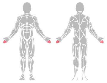 The infographic shows fingers was the main body area injured.