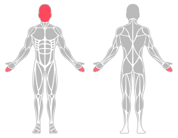 The infographic shows the fingers and face were the main body areas injured.