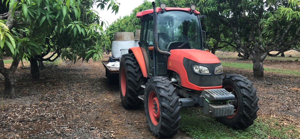 The image shows a tractor with flatbed trailer attached in between rows of mango trees.