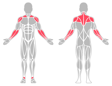 The infographic shows the shoulder, ankle, forearm and upper back were the main body areas injured.