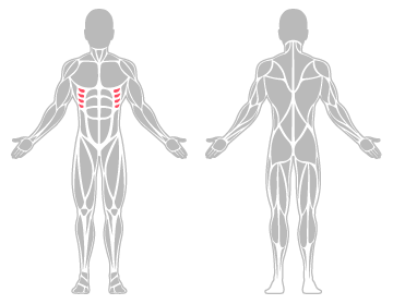 The infographic shows the ribs were the main body area injured.