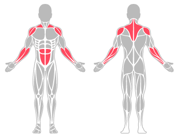 The infographic shows the abdominal muscles and tendons, shoulder and forearms were the main body areas injured.