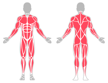 The infographic shows the trunk and limbs were the main body areas injured.