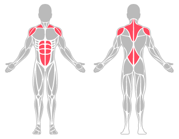 The infographic shows the lower back, abdominal muscles and tendons, and shoulder were the main body areas injured.