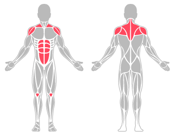The infographic shows the shoulder, abdominal muscles and tendons and knee were the main body areas injured.